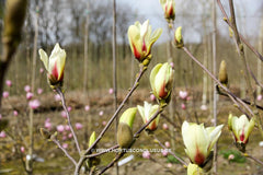 Magnolia 'Sunrise' - Sierboom - Hortus Conclusus  - 3