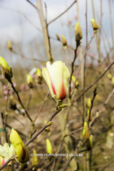 Magnolia 'Sunrise' - Sierboom - Hortus Conclusus  - 4