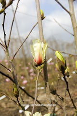 Magnolia 'Sunrise' - Sierboom - Hortus Conclusus  - 5