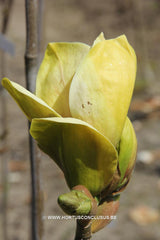 Magnolia 'Sunsation' - Sierboom - Hortus Conclusus  - 1