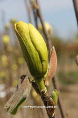 Magnolia 'Sunsation' - Sierboom - Hortus Conclusus  - 2