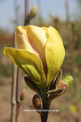 Magnolia 'Sunsation' - Sierboom - Hortus Conclusus  - 5