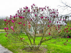 Magnolia 'Susan' - Sierboom - Hortus Conclusus  - 2