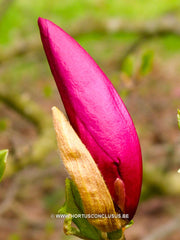 Magnolia 'Susan' - Sierboom - Hortus Conclusus  - 3