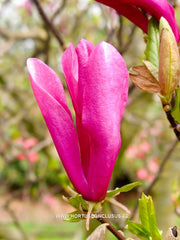 Magnolia 'Susan' - Sierboom - Hortus Conclusus  - 4
