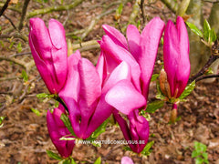 Magnolia 'Susan' - Sierboom - Hortus Conclusus  - 5