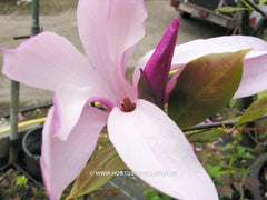 Magnolia 'Susan' - Sierboom - Hortus Conclusus  - 6