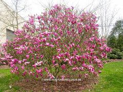 Magnolia 'Susan' - Sierboom - Hortus Conclusus  - 7