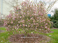 Magnolia 'Susan' - Sierboom - Hortus Conclusus  - 9