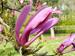 Magnolia 'Susan' - Sierboom - Hortus Conclusus  - 11