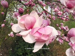 Magnolia 'Sweet Sixteen' - Sierboom - Hortus Conclusus  - 1