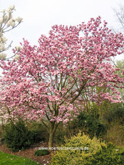 Magnolia 'Sweet Sixteen' - Sierboom - Hortus Conclusus  - 4