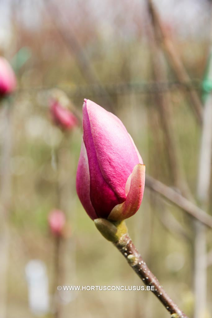 Magnolia 'Sweet Valentine' - Sierboom - Hortus Conclusus  - 1