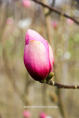 Magnolia 'Sweet Valentine' - Sierboom - Hortus Conclusus  - 2