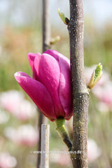 Magnolia 'Sweet Valentine' - Sierboom - Hortus Conclusus  - 3
