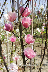 Magnolia 'Sweet Valentine' - Sierboom - Hortus Conclusus  - 4