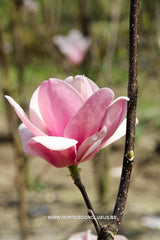 Magnolia 'Sweet Valentine' - Sierboom - Hortus Conclusus  - 5