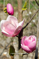 Magnolia 'Sweet Valentine' - Sierboom - Hortus Conclusus  - 6
