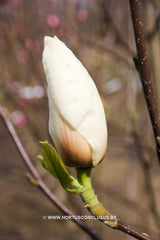 Magnolia 'Sybille' - Sierboom - Hortus Conclusus  - 1