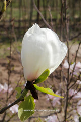 Magnolia 'Sybille' - Sierboom - Hortus Conclusus  - 2