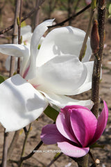 Magnolia 'Sybille' - Sierboom - Hortus Conclusus  - 3