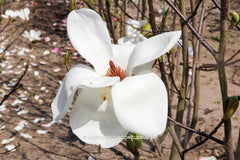 Magnolia 'Sybille' - Sierboom - Hortus Conclusus  - 4