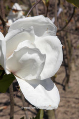 Magnolia 'Sybille' - Sierboom - Hortus Conclusus  - 5
