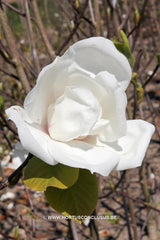 Magnolia 'Sybille' - Sierboom - Hortus Conclusus  - 6