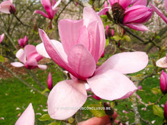 Magnolia 'Tiffany' - Sierboom - Hortus Conclusus  - 1