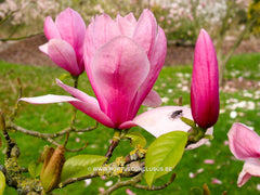 Magnolia 'Tiffany' - Sierboom - Hortus Conclusus  - 2