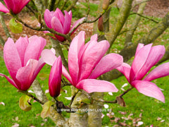 Magnolia 'Tiffany' - Sierboom - Hortus Conclusus  - 3