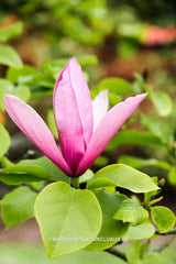 Magnolia 'Tiffany' - Sierboom - Hortus Conclusus  - 4