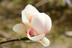 Magnolia 'Tiffany' - Sierboom - Hortus Conclusus  - 5