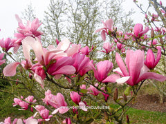 Magnolia 'Tiffany' - Sierboom - Hortus Conclusus  - 6