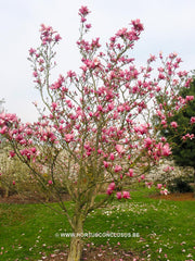 Magnolia 'Tiffany' - Sierboom - Hortus Conclusus  - 7