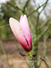 Magnolia 'Tiffany' - Sierboom - Hortus Conclusus  - 8