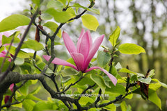 Magnolia 'Tiffany' - Sierboom - Hortus Conclusus  - 9