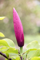 Magnolia 'Tiffany' - Sierboom - Hortus Conclusus  - 10