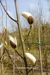 Magnolia 'Tiffany' - Sierboom - Hortus Conclusus  - 11