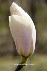 Magnolia 'Tiffany' - Sierboom - Hortus Conclusus  - 12