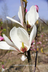 Magnolia 'Tiffany' - Sierboom - Hortus Conclusus  - 13