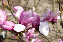 Magnolia 'Tiffany' - Sierboom - Hortus Conclusus  - 14