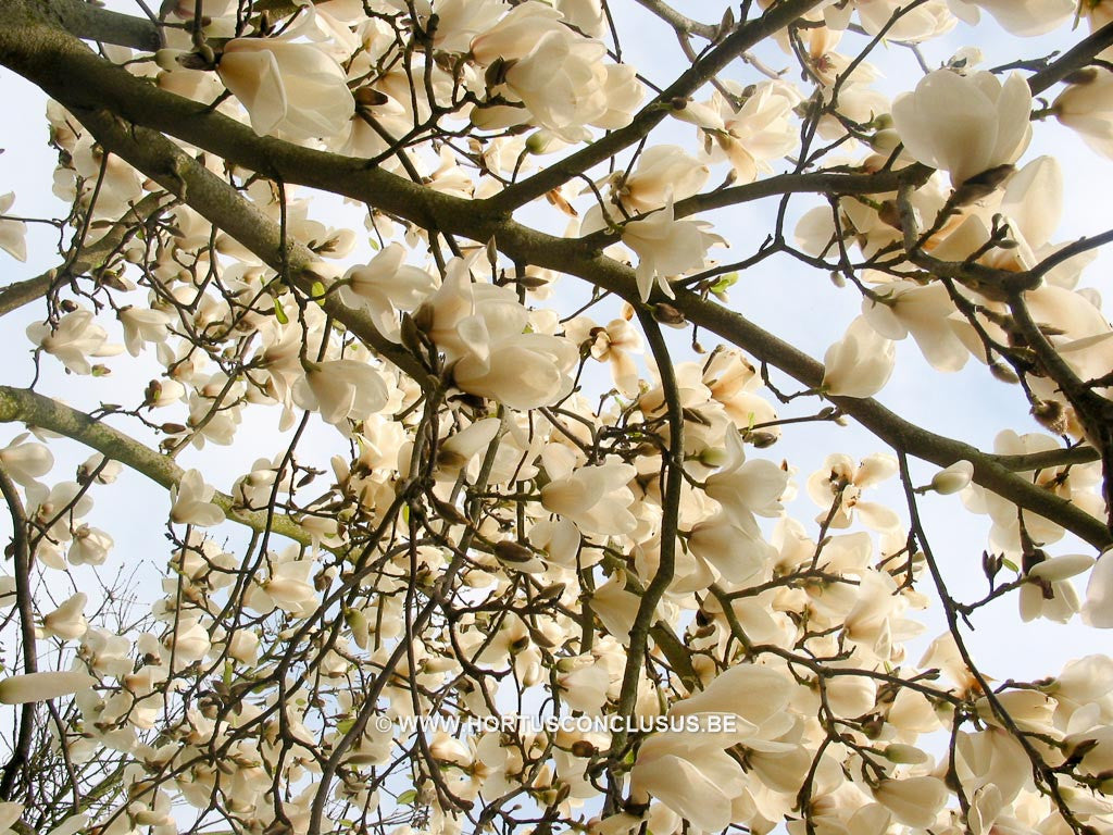 Magnolia 'Tina Durio' - Sierboom - Hortus Conclusus  - 1