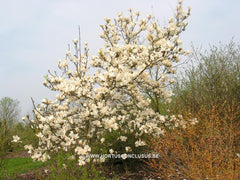 Magnolia 'Tina Durio' - Sierboom - Hortus Conclusus  - 2
