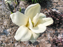 Magnolia 'Tina Durio' - Sierboom - Hortus Conclusus  - 3