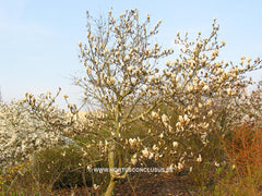 Magnolia 'Tina Durio' - Sierboom - Hortus Conclusus  - 4