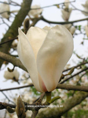 Magnolia 'Tina Durio' - Sierboom - Hortus Conclusus  - 6