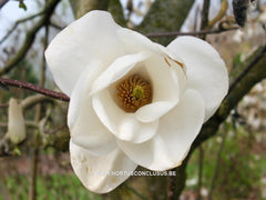Magnolia 'Tina Durio' - Sierboom - Hortus Conclusus  - 7