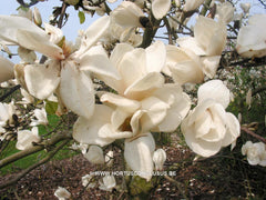 Magnolia 'Tina Durio' - Sierboom - Hortus Conclusus  - 8