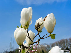 Magnolia 'Tina Durio' - Sierboom - Hortus Conclusus  - 9